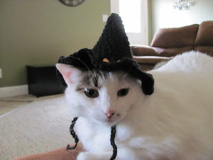 Disfraces de gato para halloween.,,