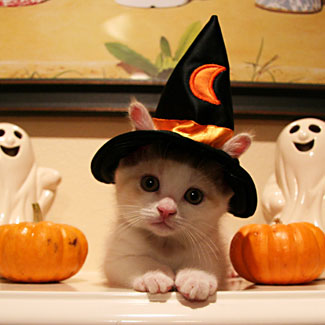 Disfraces de gato para halloween